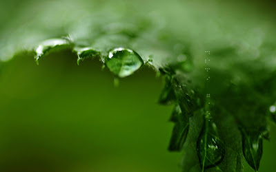 Water Drops Macro Widescreen Wallpaper 2