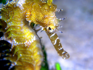 Sea Horse Wallpapers