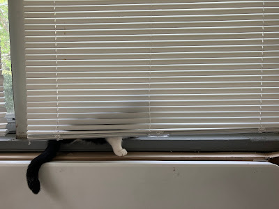 cat behind blinds