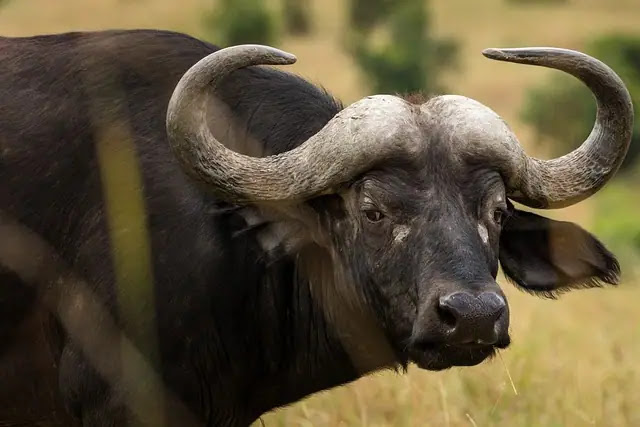 Know about the 10 World's Most Aggressive Animals