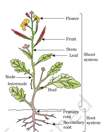 Edible parts of the plant