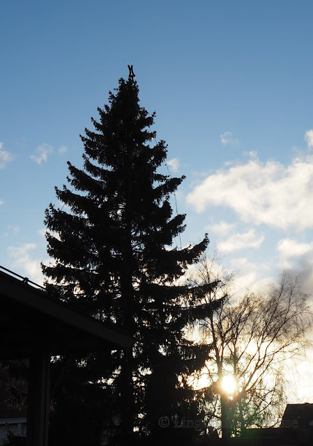 lingonberryhouse, joulukuusi, xmas tree, talvi, winter, tori, market place