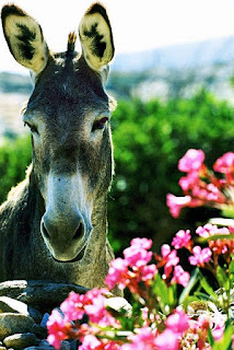 http://www.thebirdali.com/2018/09/the-tale-of-donkey-and-roses.html