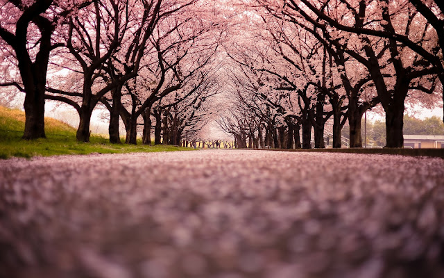 Nature 3D Cherry Blossom Wallpapers