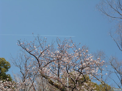 飛行機雲と桜
