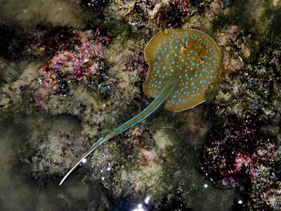 blue-spotted fantail ray, Taeniura lymma