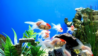 Benarkah Memandang Ikan di Akuarium Bisa Redakan Stres? Yuk Cek Penjelasan Ahli