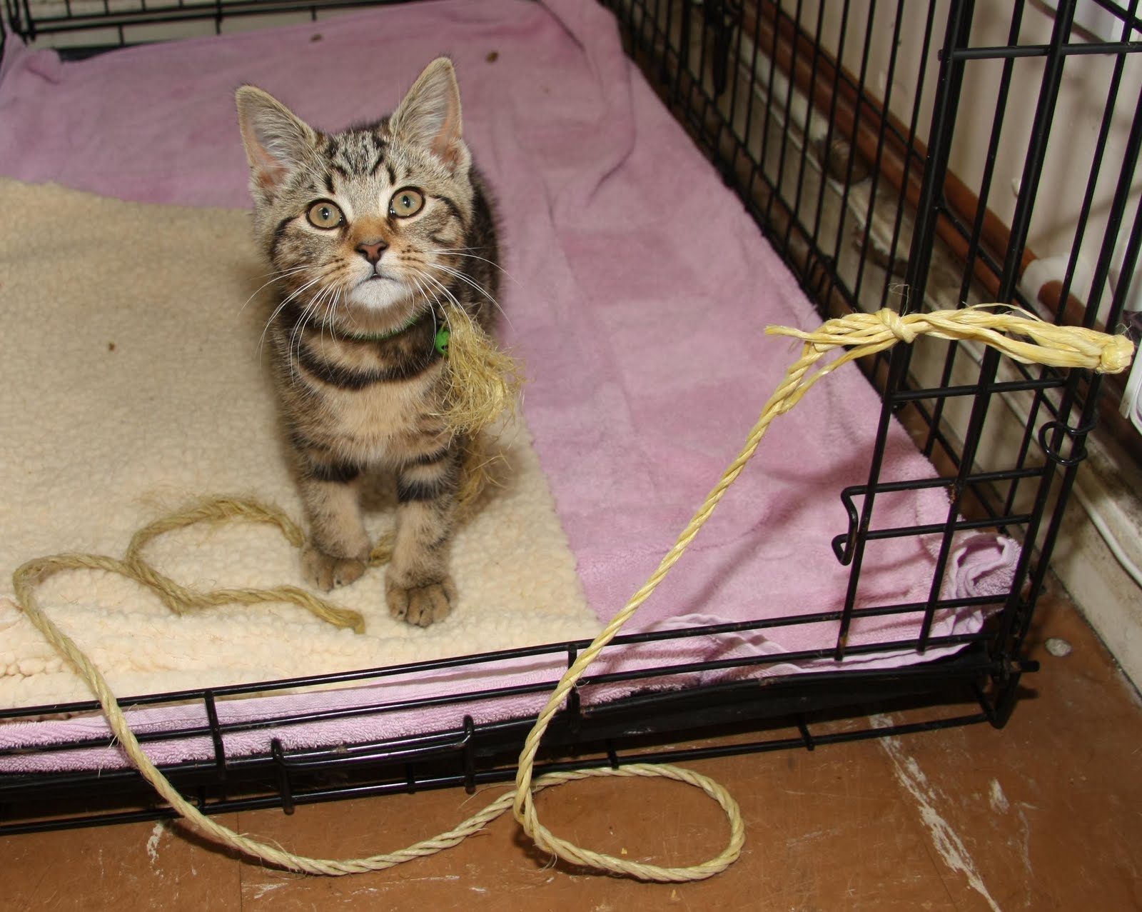 Kitten Crate