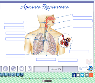 https://constructor.educarex.es/constructor/constructor/workspaces/2113/documentos/15750/index_web.php?id_usuario=2113&id_ode=15750&titulo_ode=Aparato%20respiratorio#.VldaPL_kqao