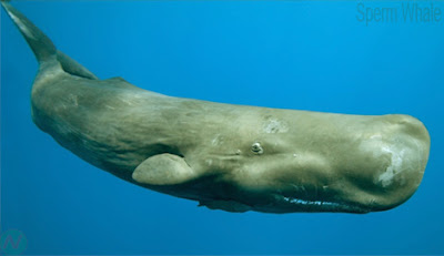 Sperm whale sea animal