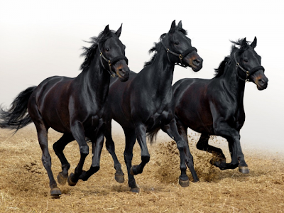 Black Horses Background