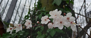 Photo by Sheila Webber of plum blossom February 2024