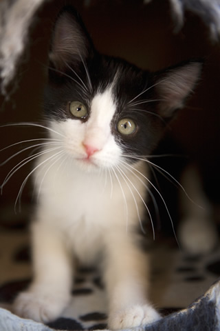 black and white cat. three 