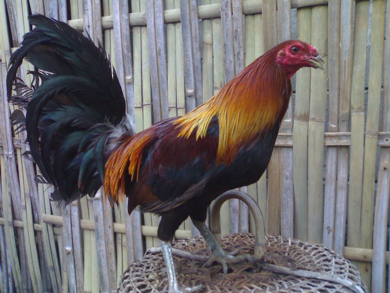 30+ Karangan Tentang Hewan Peliharaan Ayam