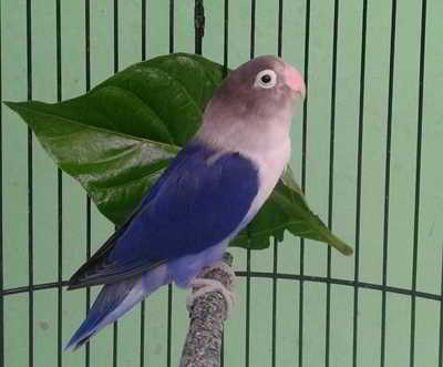 8 Ciri Burung LB Violet Serta Harga Terbaru 2019