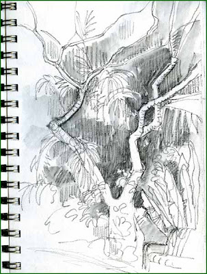 dates tree drawings. Unidentified deciduous tree .