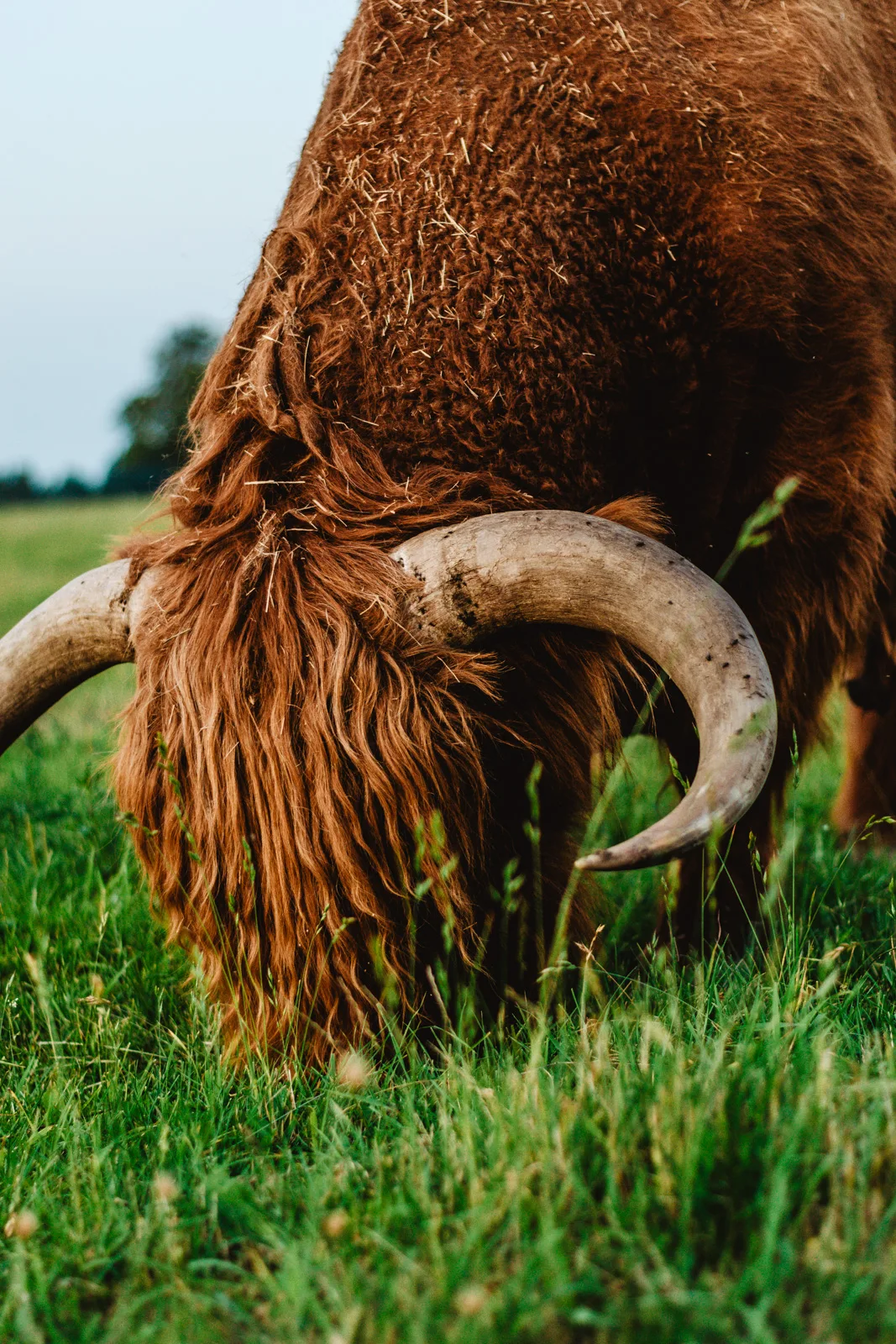 Szkockie krowy w Polsce. Highland Cattle. Brązowe krowy. Gdynia.