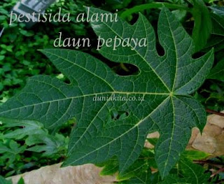 OBAT ALAMI DAUN CABE KERITING BUATAN SENDIRI