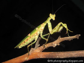 Jeweled Flower Mantis