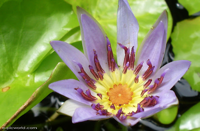 Water lily wallpapers