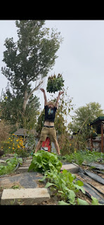 Man Throwing Radishes