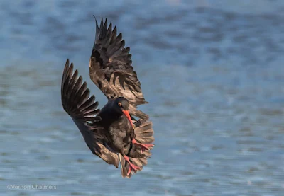 African Black Oystercatcher - Woodbridge Island / Table Bay Nature Reserve