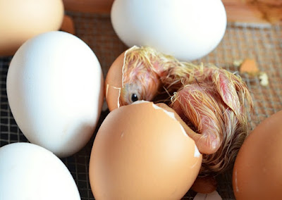 Chick hatching, dry incubation