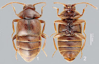 http://sciencythoughts.blogspot.co.uk/2013/09/a-new-species-of-myrmecophilous-rove.html