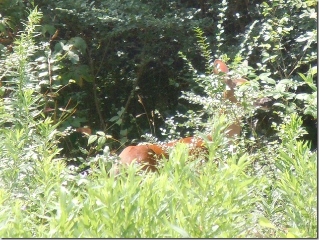 Deer