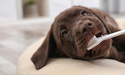 CUIDAR SALUD DIENTES PERROS