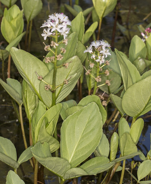 Bogbean, Menyanthes trifoliata. Sevenoaks Wildlife Reserve, 25 April 2017.