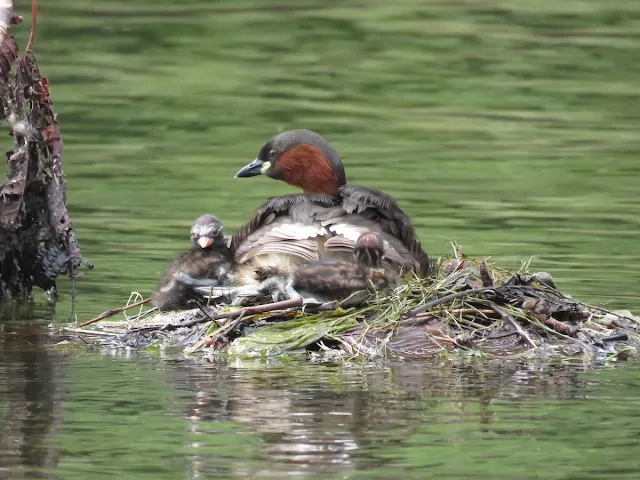 Grebe family in Herbert Park in Dublin