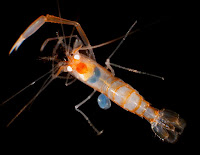 http://sciencythoughts.blogspot.co.uk/2014/03/a-new-species-of-cleaner-shrimp-from.html