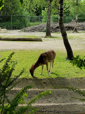 ヘラブルン動物園の子鹿