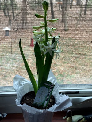 hyacinth starting to bloom