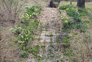 Tulips line the (needing replacing) front path