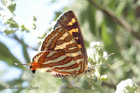 Common Silverline Butterfly