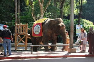 Daya tarik Taman Safari Bogor dibandingkan Taman Nasional lainnya