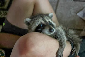 Funny animals of the week - 20 December 2013 (40 pics), cute baby raccoon hugs human foot