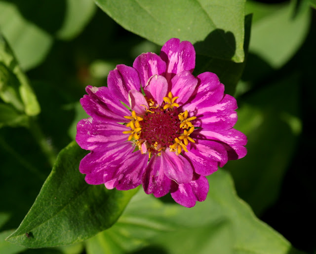 Zinnia elegans, Bidens mottle virus