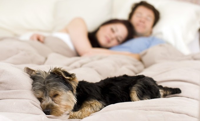 ¿Durmiendo con su mascota? Conozca los pros y contras