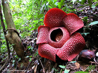 Bunga Rafflesia -  Rafflesia arnoldii