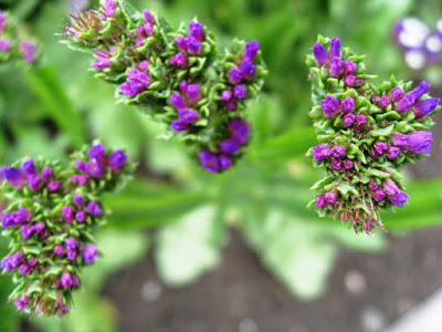 Small pink and purple flower spikes