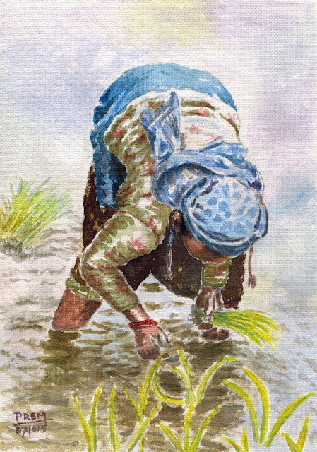 Watercolor Painting of a Women Planting Paddy