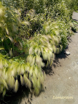 Ячмень гривастый (Hordeum jubatum)