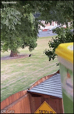 Funny cat GIF • Black cat running and purrkouring for treats. So fast, agile and funny [ok-cats.com]