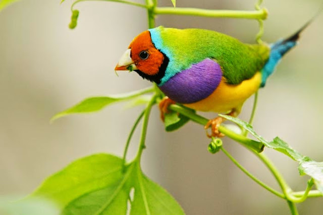 Resultado de imagem para Diamante-de-gould