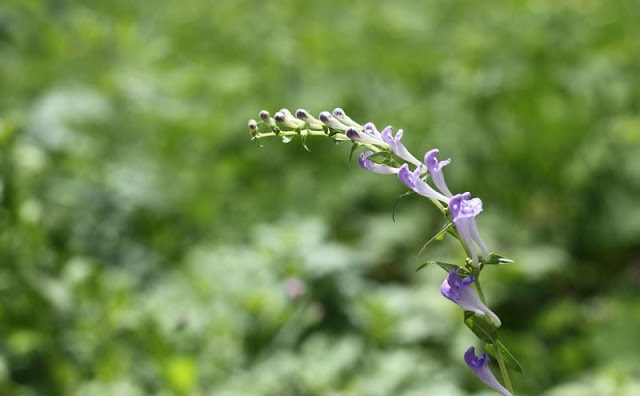 Baikal Skullcap Flowers Pictures