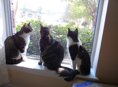 Trixie, Pixie & Anakin (Left to Right) Sitting in the window smelling the outside. Anakin is catching up with the girls isn't he :) 