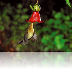 Mosquitero-canarina